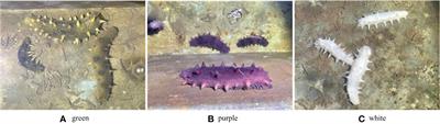 Contribution of the TGFβ signaling pathway to pigmentation in sea cucumber (Apostichopus japonicus)